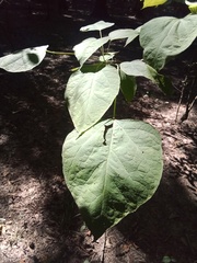 Catalpa bignonioides