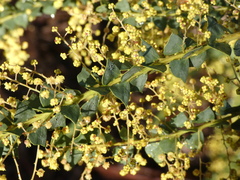 Acacia pravissima