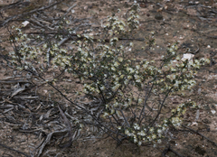 Cryptandra tomentosa