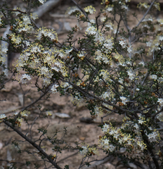Cryptandra tomentosa