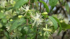 Clematis javana