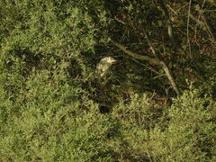 Nycticorax nycticorax nycticorax