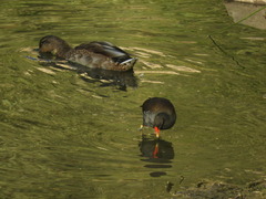 Gallinula chloropus chloropus