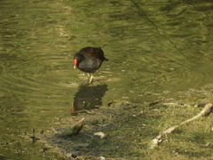 Gallinula chloropus chloropus