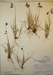 Carex atrofusca