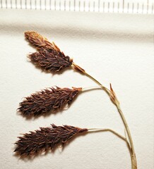 Carex atrofusca