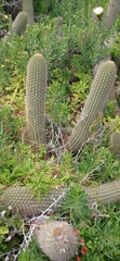 Trichocereus chiloensis litoralis