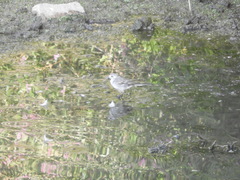 Motacilla alba alba