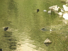 Motacilla alba alba