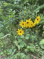 Coreopsis