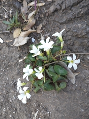 Oxalis