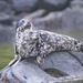 Pacific Harbor Seal - Photo (c) Igor Derevskov, some rights reserved (CC BY-NC), uploaded by Igor Derevskov