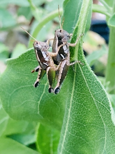 Phaedrotettix dumicolus