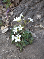 Oxalis