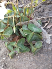 Oxalis