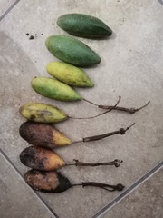 Passiflora tarminiana