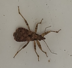 Himacerus mirmicoides