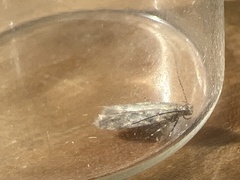 Scrobipalpa ocellatella