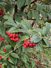 Cotoneaster rehderi
