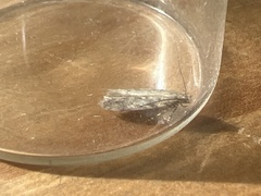 Scrobipalpa ocellatella