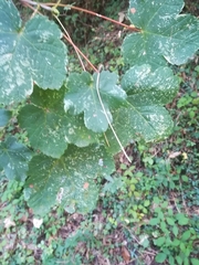 Acer opalus
