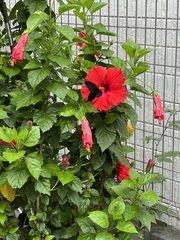 Papilio demetrius demetrius