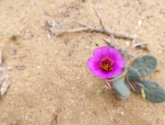 Cistanthe longiscapa