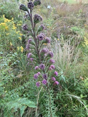 Liatris ligulistylis