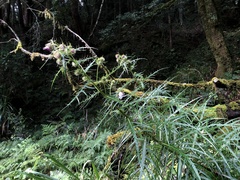 Cirsium tatakaense