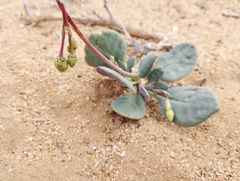 Cistanthe longiscapa