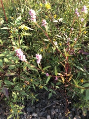 Persicaria longiseta