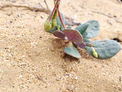 Cistanthe longiscapa