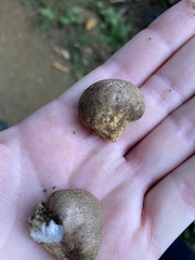 Scleroderma areolatum