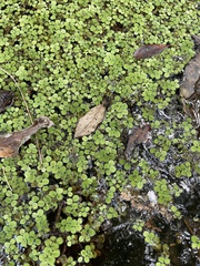 Salvinia minima