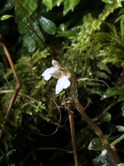 Odontochilus elwesii