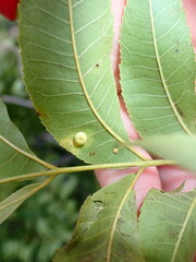 Caryomyia tuberculata
