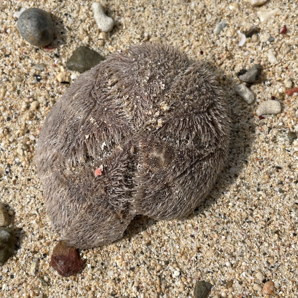 Mauve Heart Urchin
