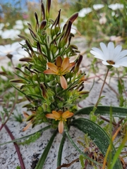 Wachendorfia multiflora