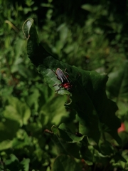 Cantharis rustica