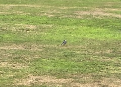 Motacilla alba yarrellii
