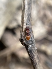 Meranoplus