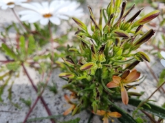 Wachendorfia multiflora