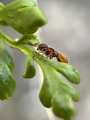 Meranoplus