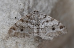 Macaria signaria