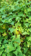 Persicaria perfoliata