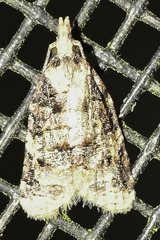 Platynota exasperatana