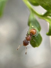 Meranoplus