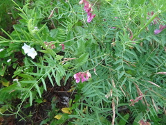 Vicia megalotropis
