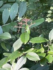Viburnum sieboldii