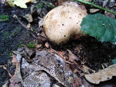 Scleroderma